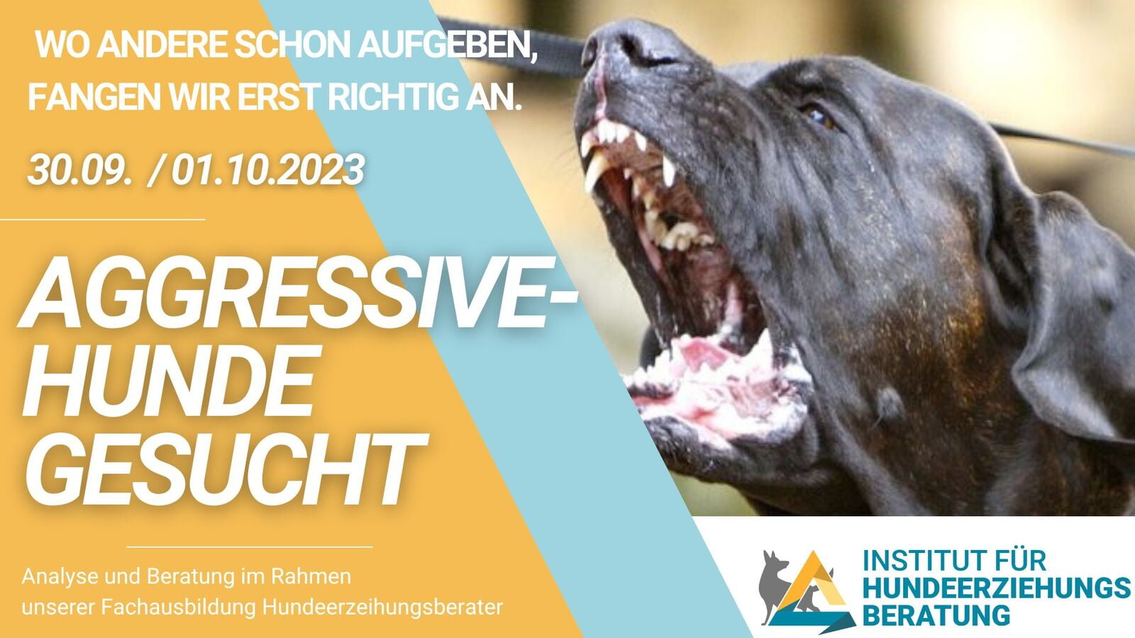 Wie kann aggressiven Hunden geholfen werden?